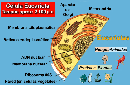 Resultado de imagen de Cariomembrana son eucariotas