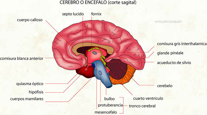 imagenes del cerebro humano y sus partes en ingles