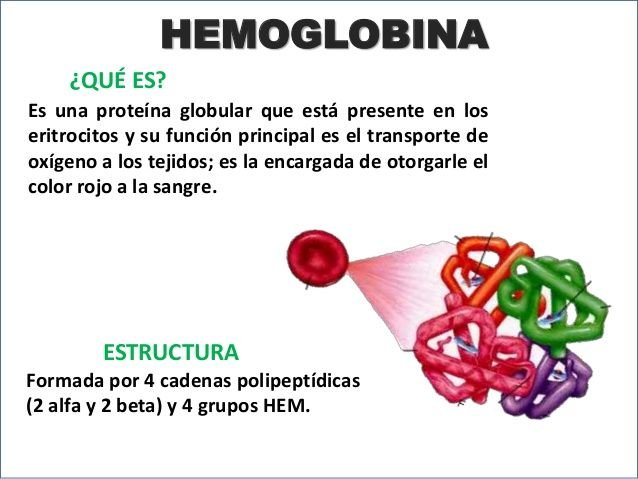 Hemoglobina - Escuelapedia - Recursos EducativosEscuelapedia – Recursos