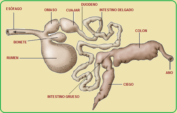 La digestión de los rumiantes - Escuelapedia - Recursos