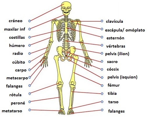 Los Huesos Del Cuerpo Humano Escuelapedia Recursos