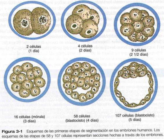 Resultado de imagen de fases segmentacion embrionaria