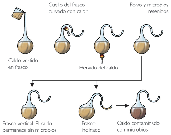 Resultado de imagen de pasteur experimento cuello de cisne