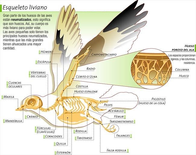 Adaptaciones de las aves para el vuelo