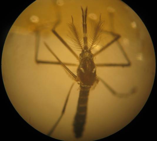 Aedes aegypti dengue
