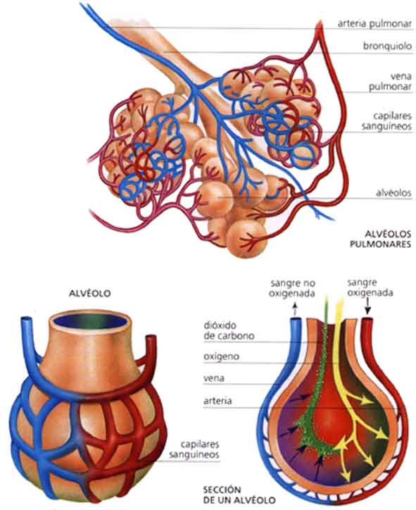 Alveolos pulmonares