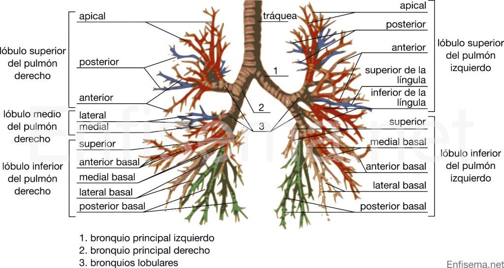 AnatomÃ­a del Ã¡rbol bronquial