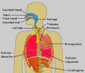 Anatomia sistema respiratorio esquema