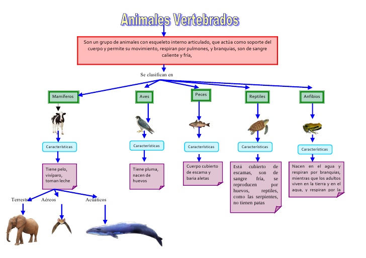Animales vertebrados (biología)