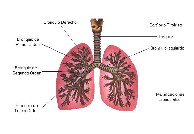 Bronquios pulmonares