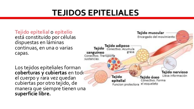 Características y funciones del tejido epitelial