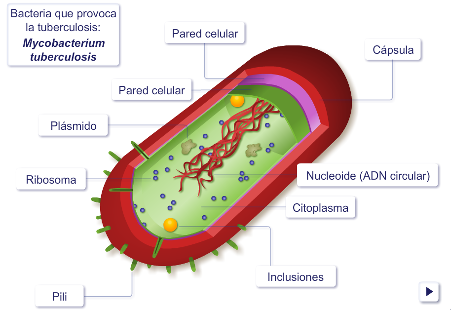 Celula procariota