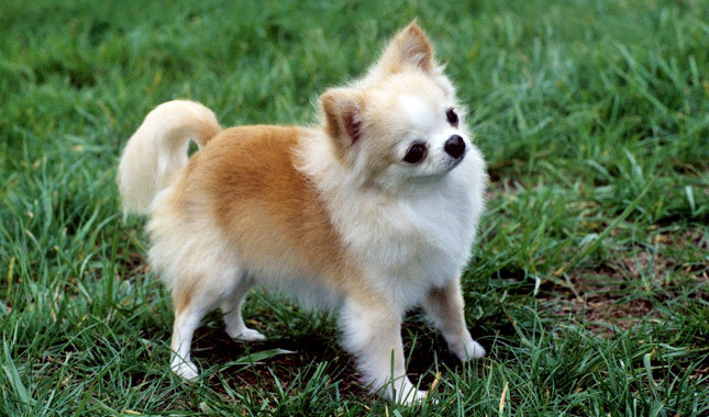 Chihuahua raza