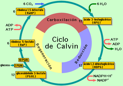 Ciclo Calvin
