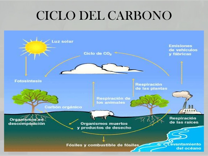Ciclo carbono