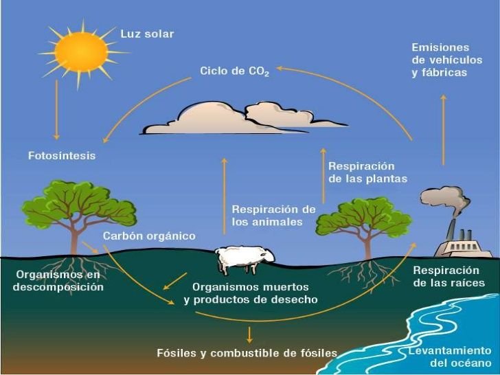 Ciclo del Carbono