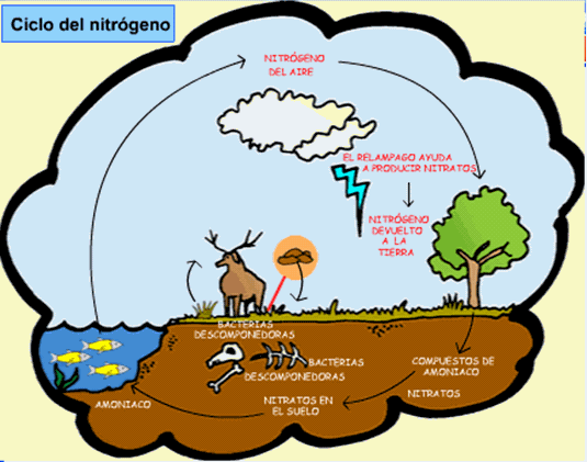 Ciclo del nitrogeno