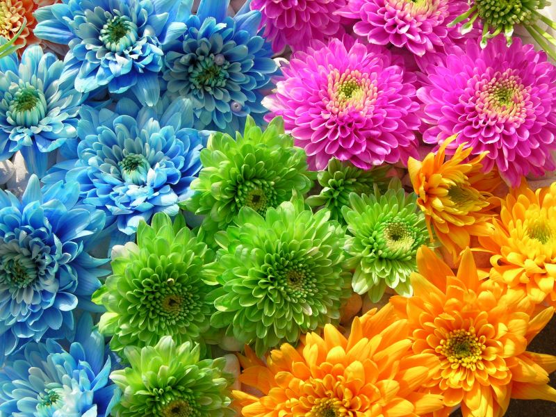 Color de las flores