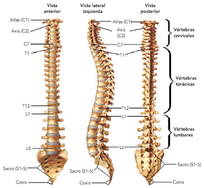 Columna vertebral anatomia