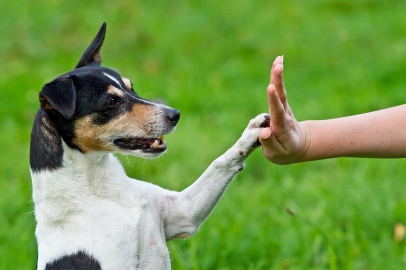 Comportamiento animal - Escuelapedia - Recursos EducativosEscuelapedia