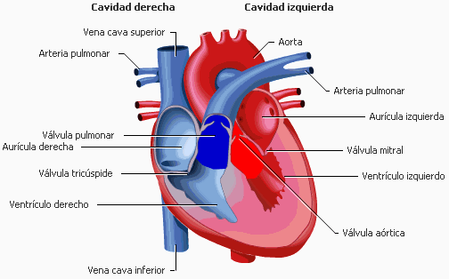 Corazón (anatomía)