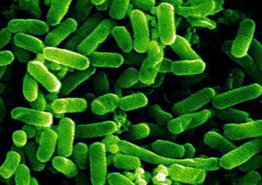 E. Coli - Escuelapedia - Recursos Educativos