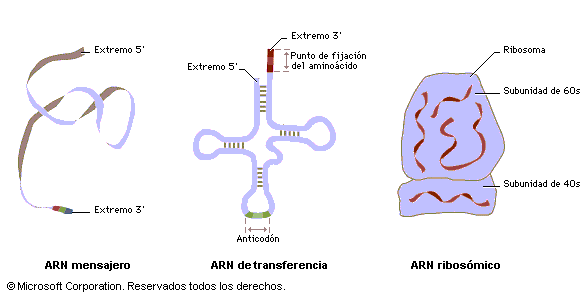 El ARN