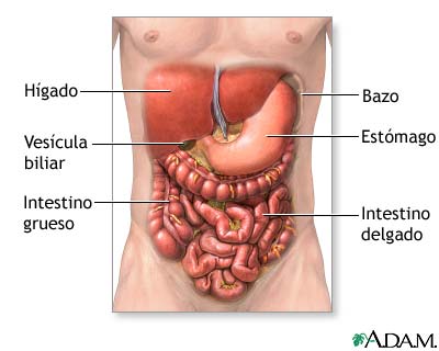 El abdomen