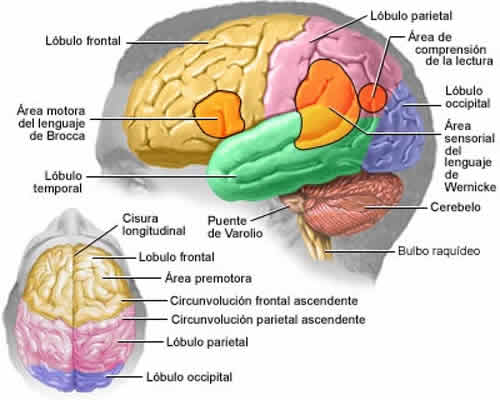 El cerebro (cuerpo humano)
