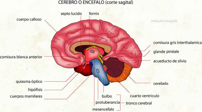 El encefalo