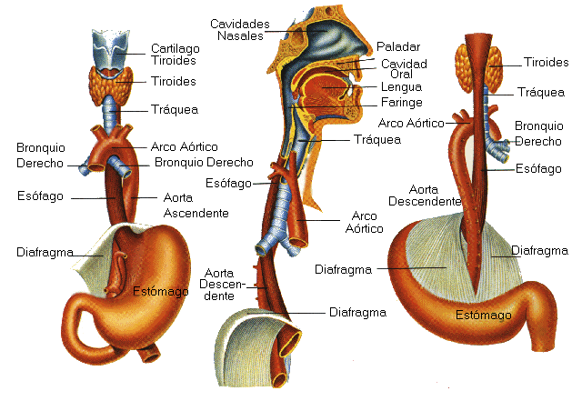 El esofago