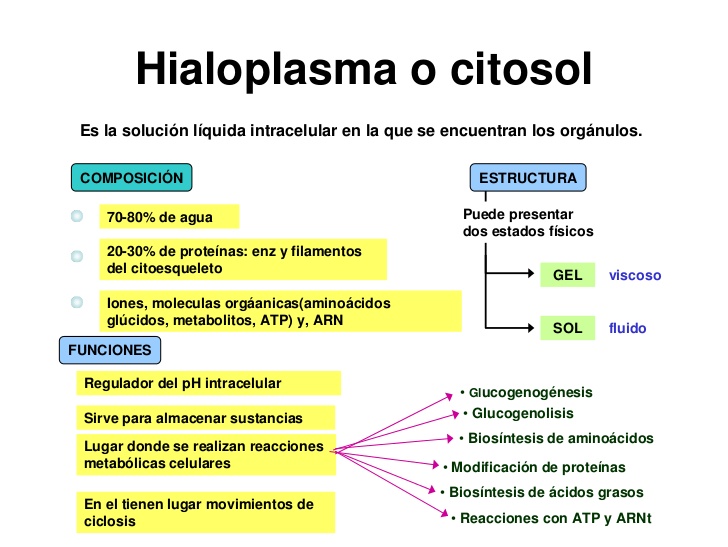 El hialoplasma