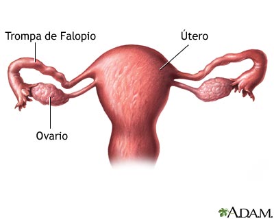 El ovario