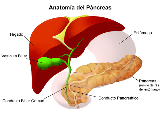 El pancreas
