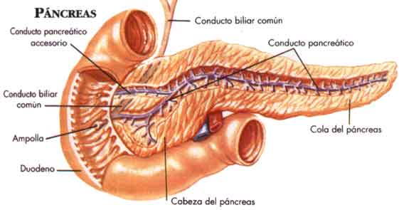 El pancreas