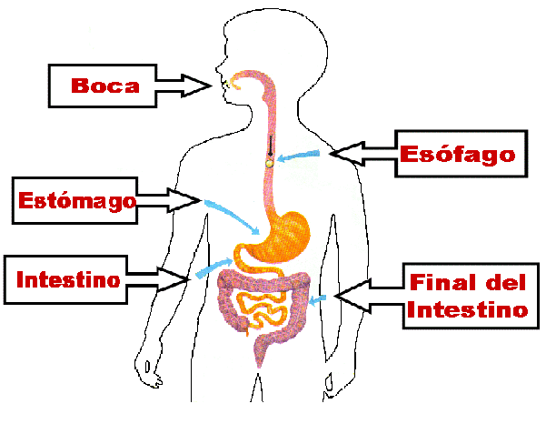 Sistema digestivo - Digestión - Escuelapedia - Recursos Educativos