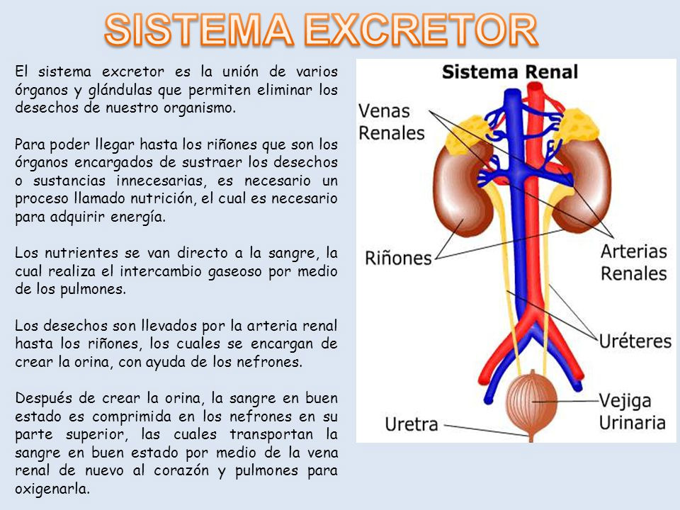 El-sistema-excretor-anatomia