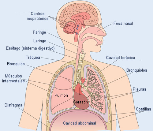 El sistema respiratorio (anatomía)