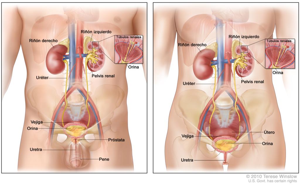 El sistema urinario (anatomía)