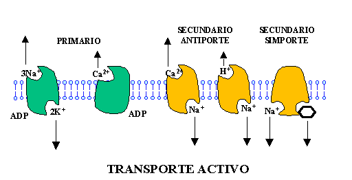El transporte activo