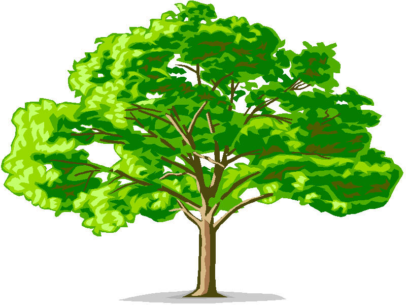 Elaboración del árbol genealógico