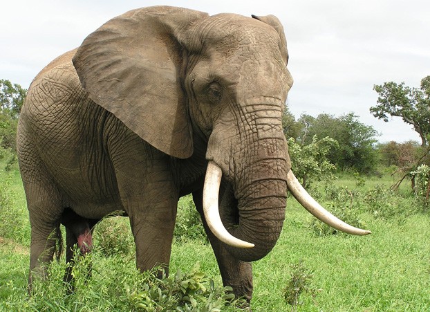 Elefante animal