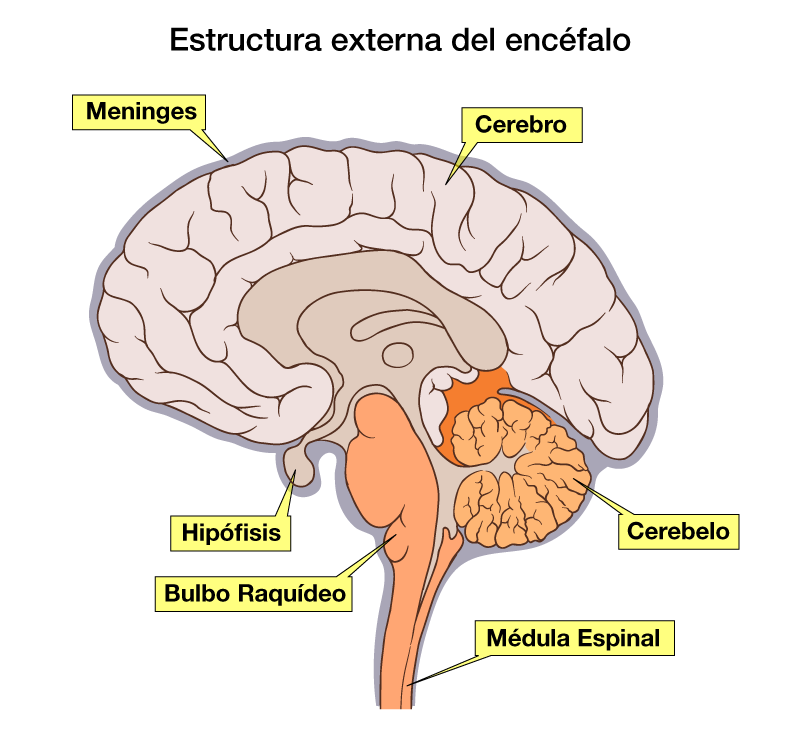 Encéfalo (anatomía)