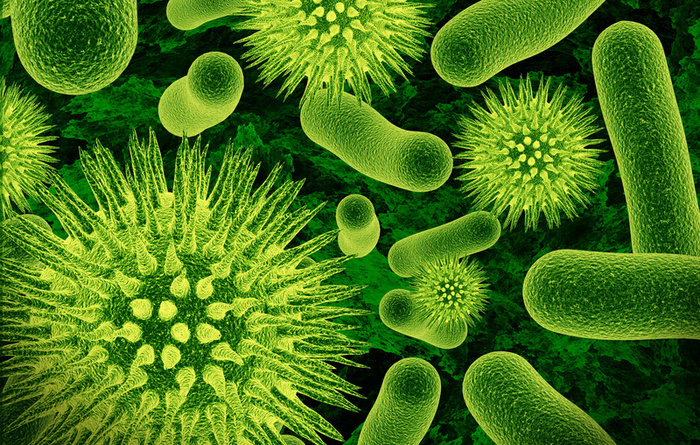 Enfermedades provocadas por bacterias