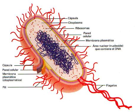 Estructura celula procariota