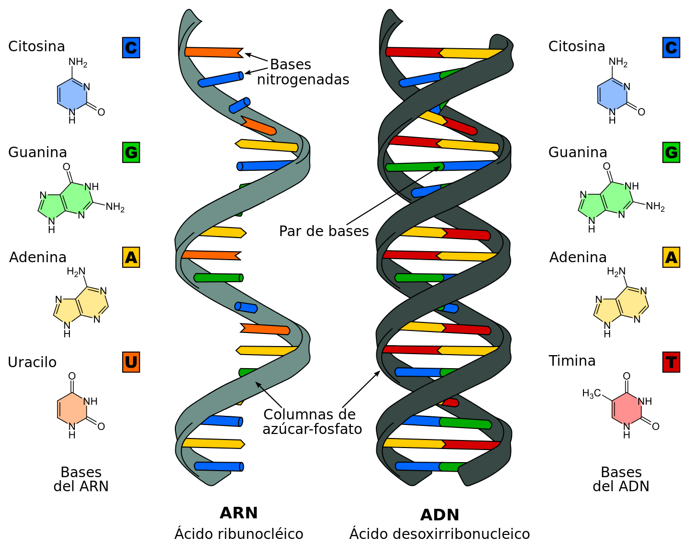Estructura de los acidos nucleicos
