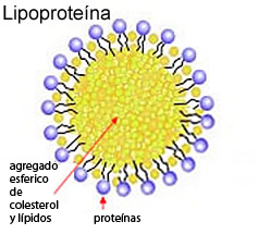 Estructura-lipoproteina