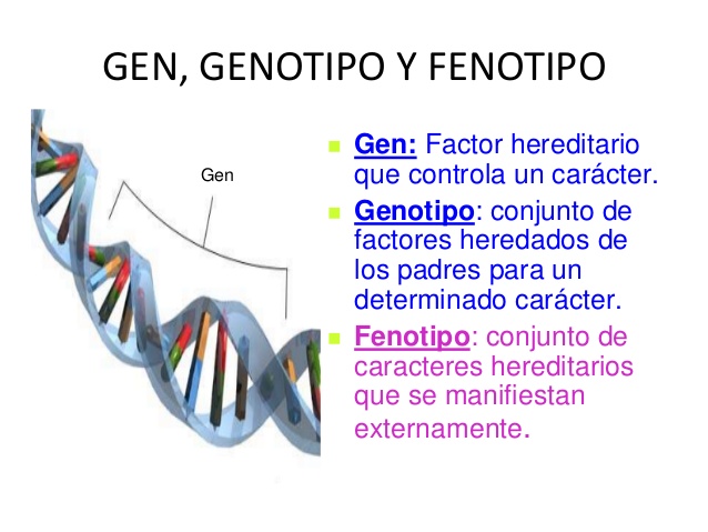 Fenotipo y genotipo (genética)