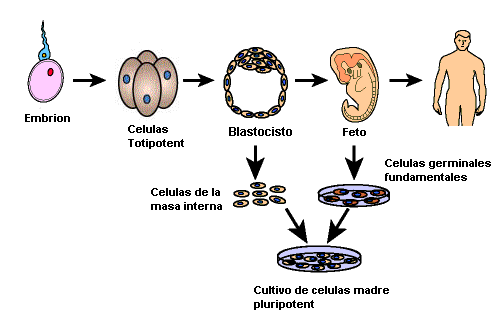Fisión de células somáticas