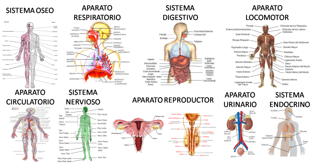 Funciones de los sistemas del cuerpo humano
